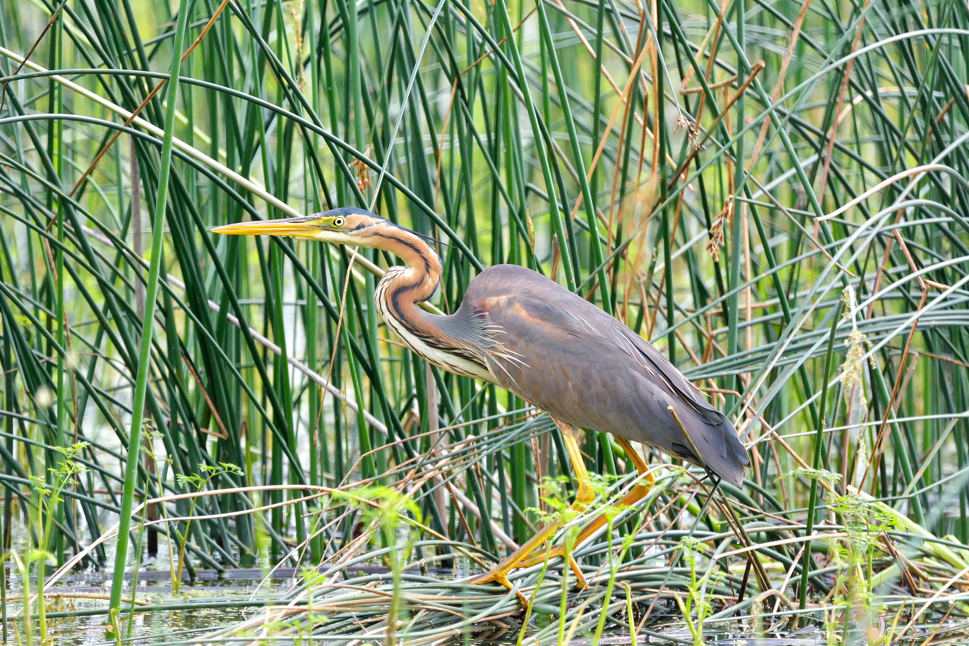 Photo of a bird in long grass