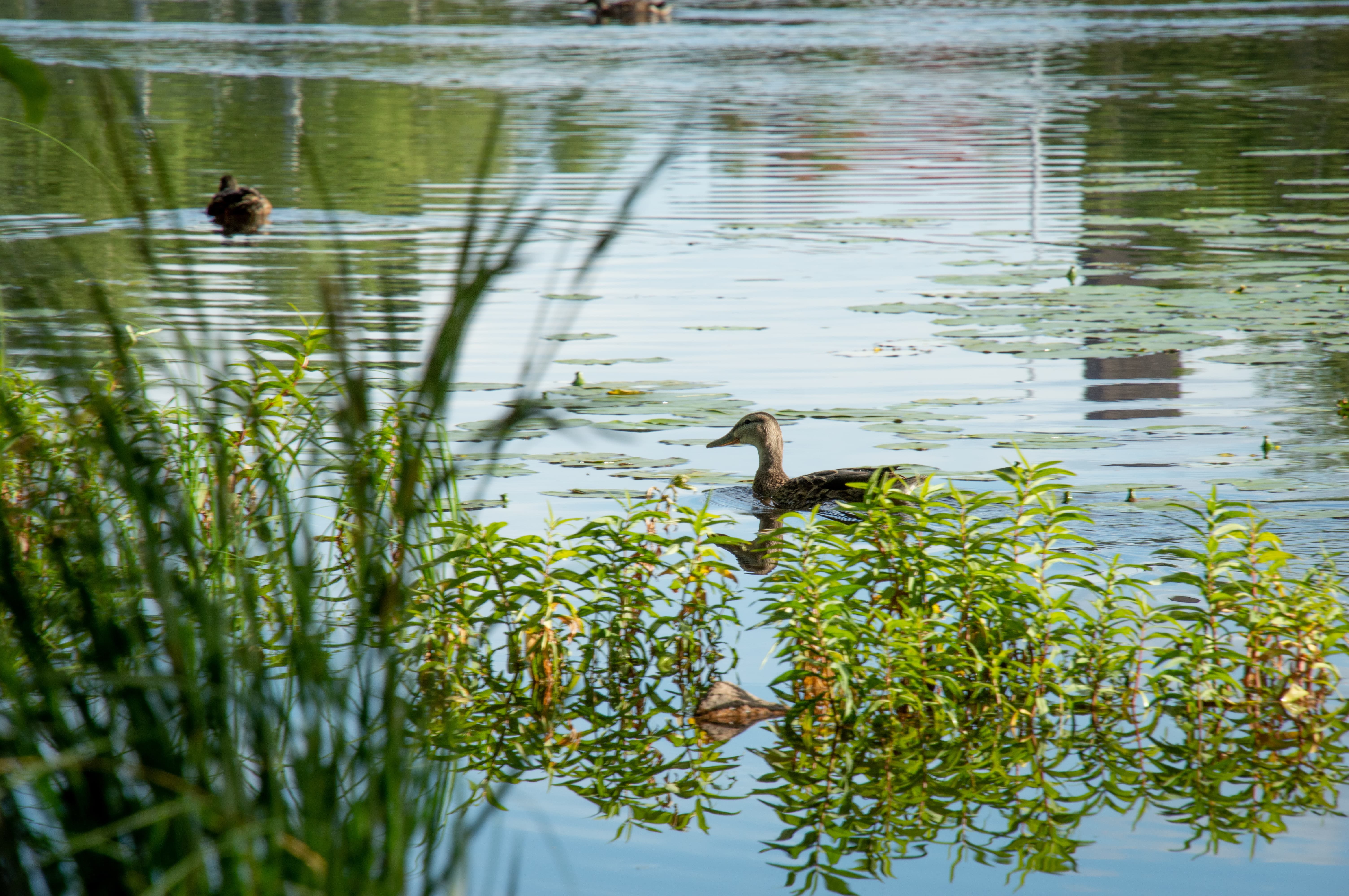 Photo of a loon in a pond