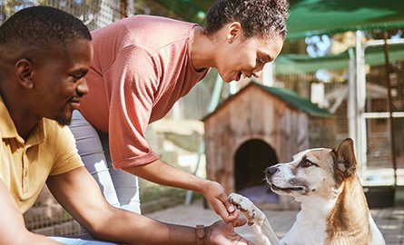 Black couple meeting a dog at the Animal Shelter