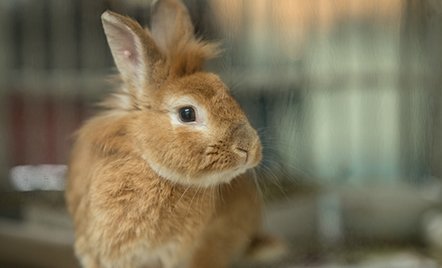 Brown bunny in a cage.