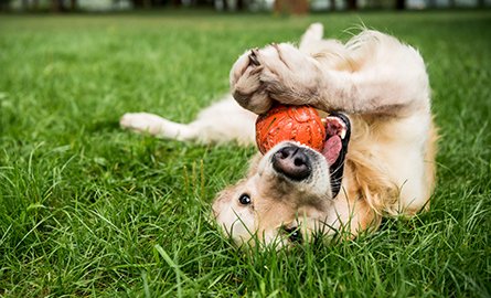 Golden retriever playing with a ball in the dog park.