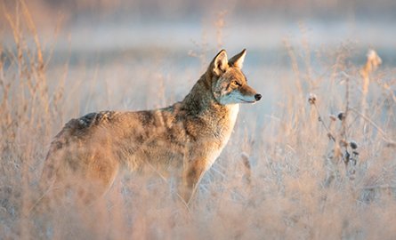 Coyote in a field