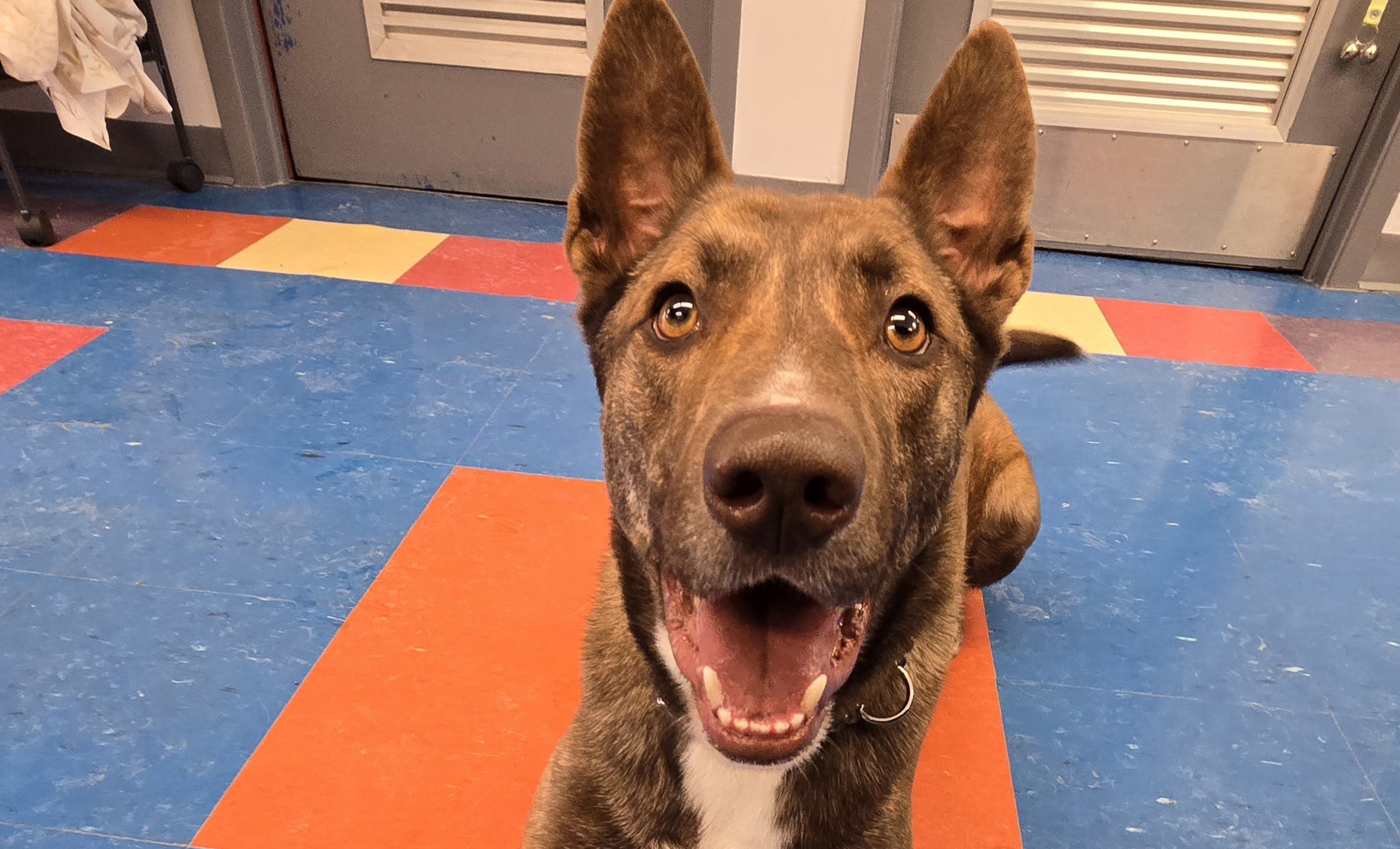 Fred, large brown dog, at the Clarington Animal Shelter
