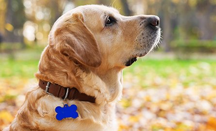 Dog wearing a collar with a dog tag.