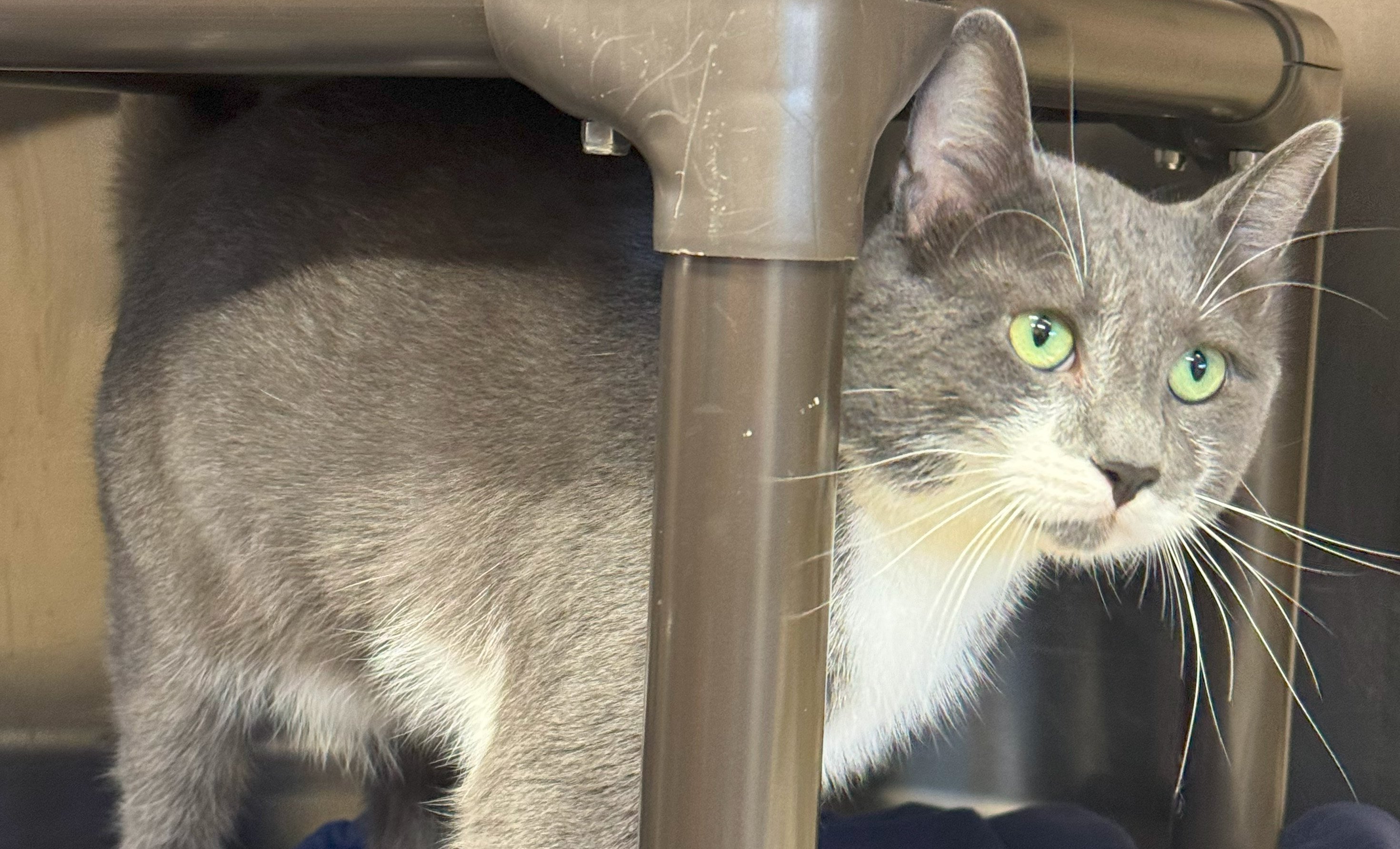 Grey kitten at the Clarington Animal Shelter