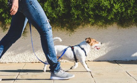 Dog walker walking her dog on a leash.