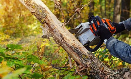 A person cutting down a tree with a chainsaw