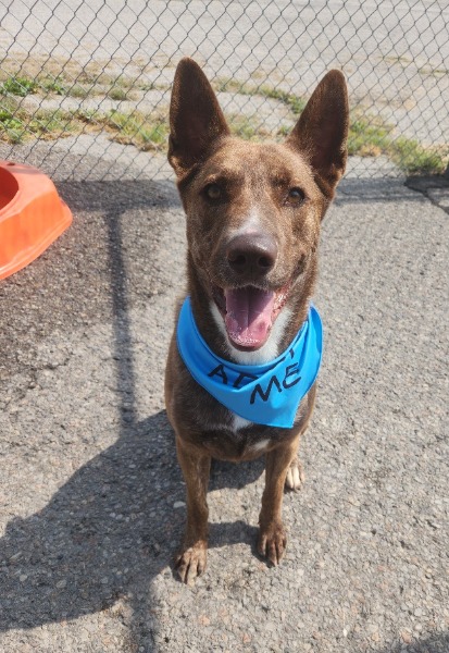 Fred, Dutch Shepherd mix, wearing an adopt me bandana